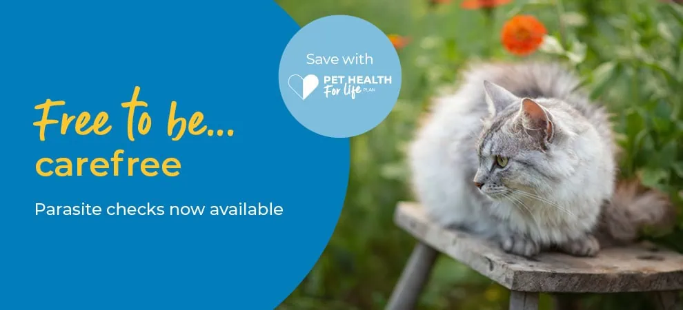 Flea, Tick and Worm Treatment at the Gables Vets