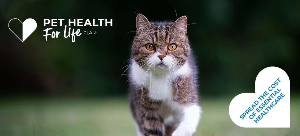 Cat Pet Health Plan at The Gables Vets