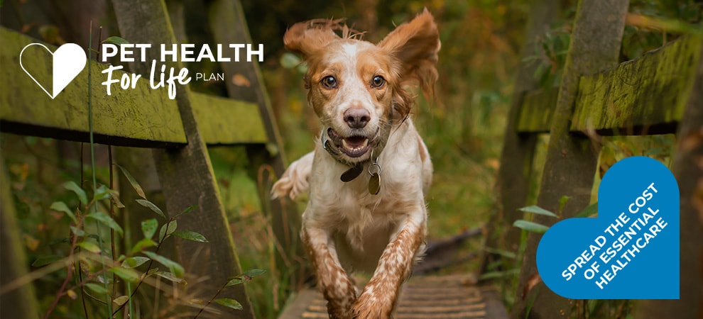 Dog Health Plan at The Gables Vets