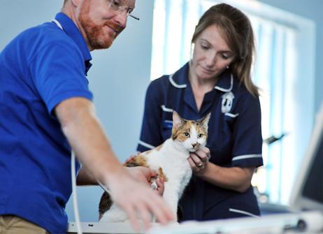 img vet with cat patient