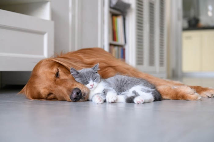 Cat and dog pet health plans available at Gables Vets